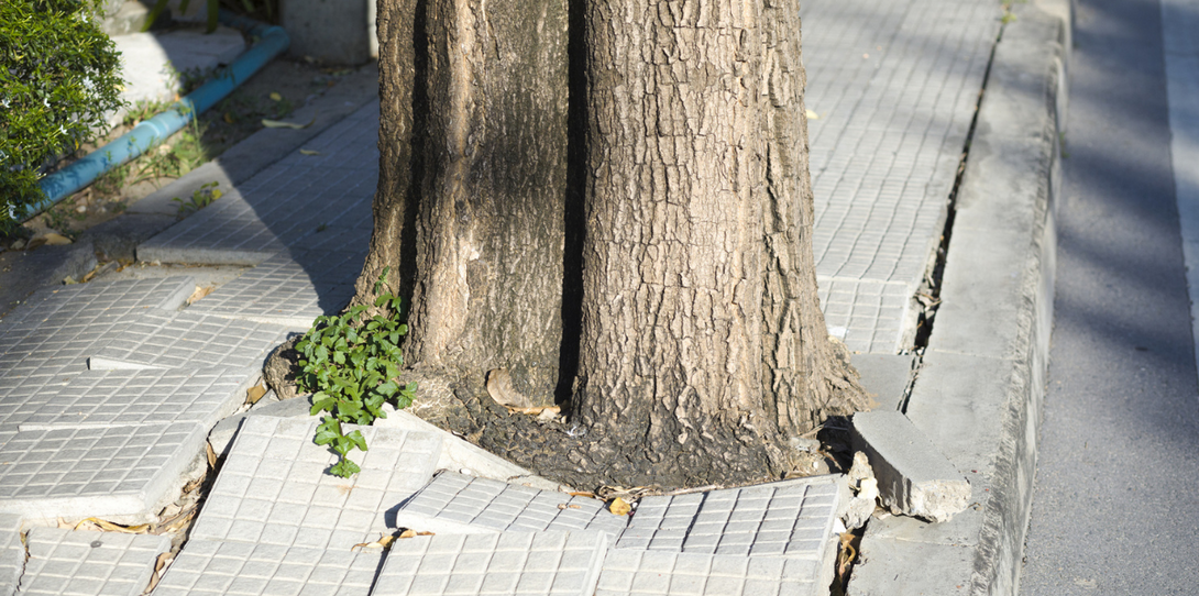 An example of a tree obstructing a sidewalk, highlighting challenges in pedestrian mobility. 